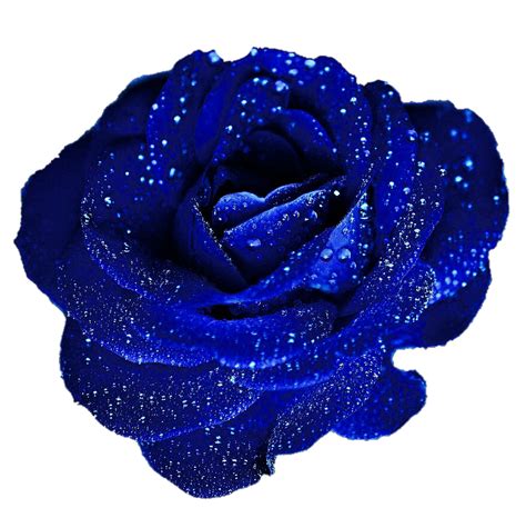Beautiful Blue Rose By Jeanicebartzen27 On Deviantart