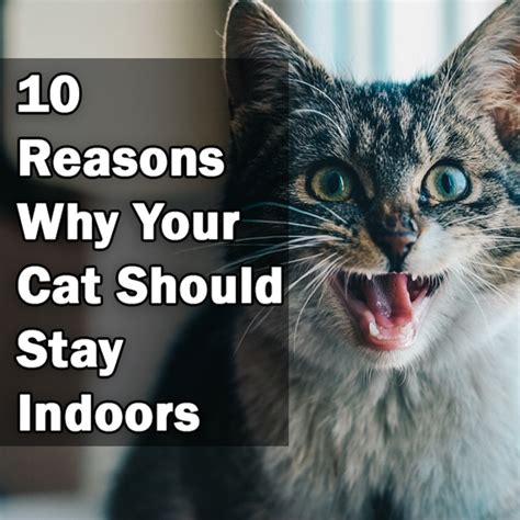10 Reasons Why Your Cat Should Be An Indoor Only Cat Pethelpful