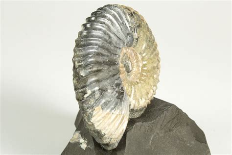 25 Cretaceous Ammonite Deshayesites Fossil Russia 207459 For Sale