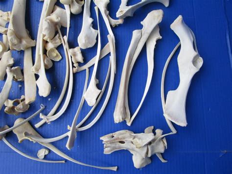 4 Pound Of Assorted Wild Boar Bones And Whitetail Deer Bones For Sale