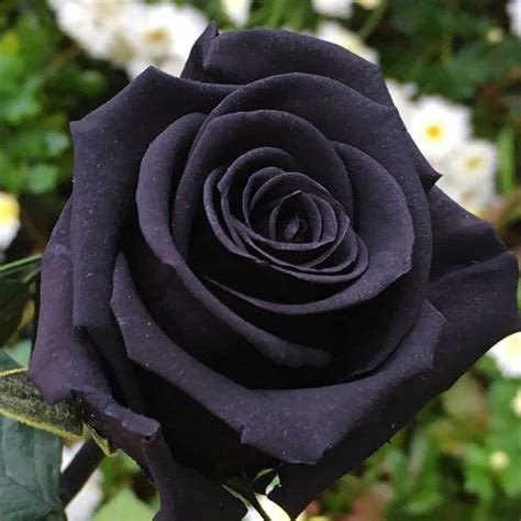 ปักพินโดย Kittisak Pongmee ใน Black Roses มีรูปภาพ ดอกกุหลาบ