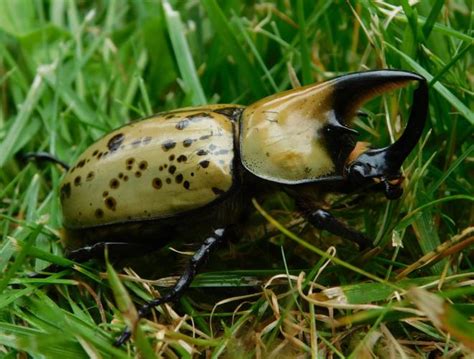 Scarab Beetles Missouri Department Of Conservation