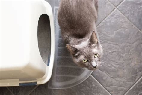 Diarrhea In Cats Causes Treatments White House Veterinarians