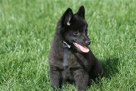 Schipperke Dog Breeds Facts Advice And Pictures Mypetzilla Uk