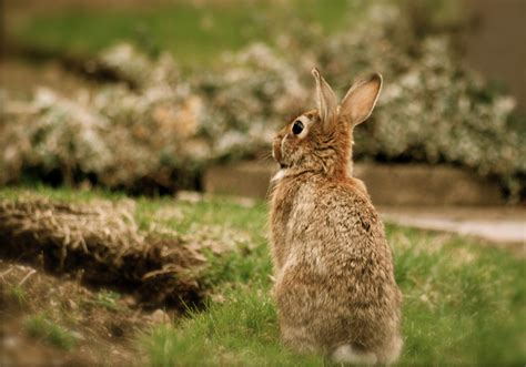 the hare brained visitor this little fella made me chase… flickr