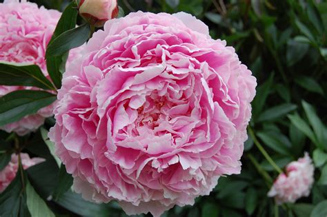 Paeonia Lactiflora ‘sarah Bernhardt Landscape Architects Pages