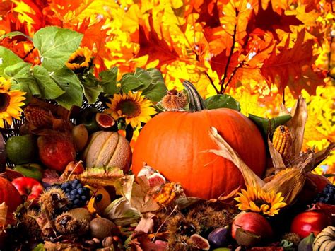 Fall Harvest Wallpaper 1024x768