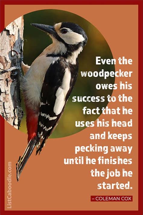 33 Best Woodpecker Quotes Sayings Captions Listcaboodle