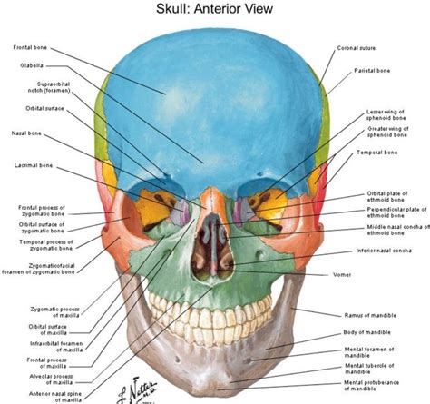 It is comprised of many bones, formed by intramembranous ossification, which are joined together by sutures (fibrous joints). Anterior view Skull - Netter | Skull anatomy, Craniosacral ...