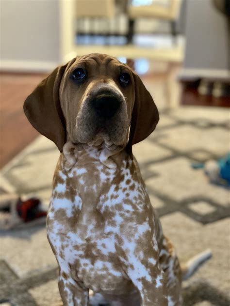 Today Harper Is Four Months Old My Sweet Redtick Coonhound Mix Pupper
