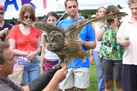 Video Birds Of Prey Day Celebrates 25th Year