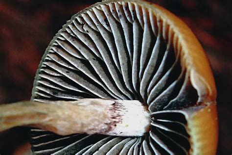 Entheogenic Plants And Fungi Decriminalize Now Doubleblind Mag