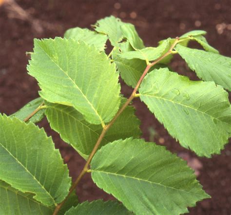 Valley Forge American Elm Natorps Online Plant Store
