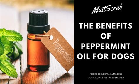 Will Peppermint Oil Hurt Dogs