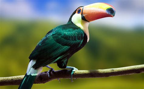 Toucan Full Hd Wallpaper And Background Image 2560x1600 Id523008