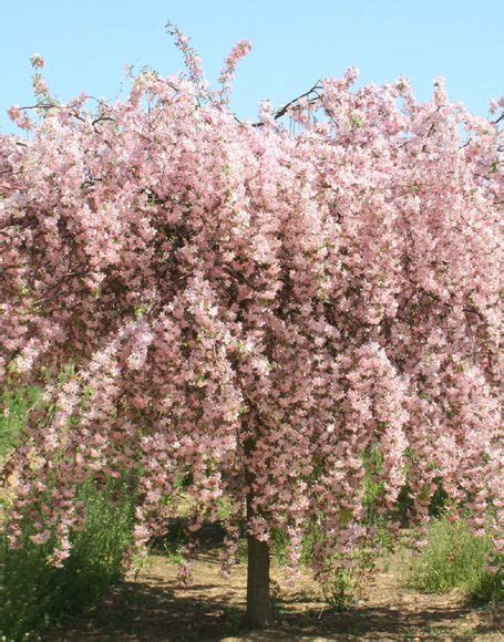 Floweirng crabapple trees have showy spring flowers and brightly colored fruit from late summer through fall. Malus 'Louisa' - Moon Nurseries