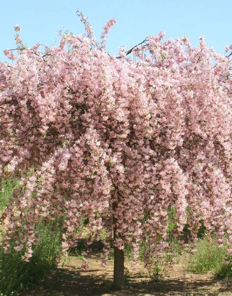 Complete remove suckers from ornamental flowering cherry trees. Malus 'Louisa' - Moon Nurseries