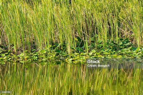 Green Everglades Plants Reflecting On Wetland Water Environment Stock
