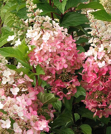 Another Great Find On Zulily Live Pinky Winky Hydrangea Tree By