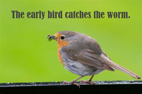 Early Bird Catches The Worm Quotes Quotesgram