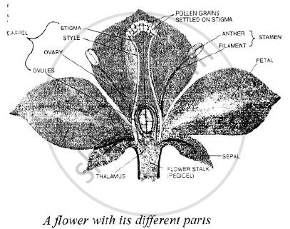 Draw And Label A Typical Flower Flower Structure Bioninja Melda Miles