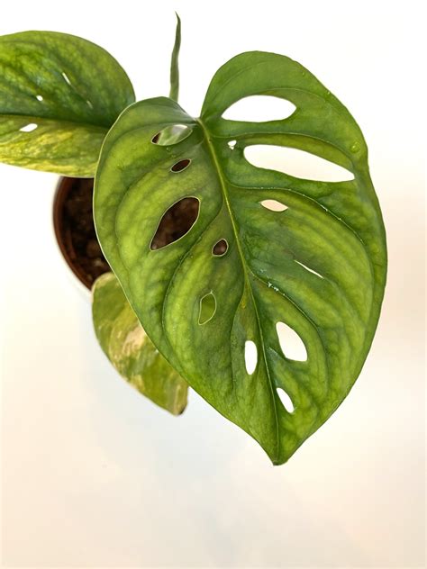 Monstera adansonii, the adanson's monstera, swiss cheese plant, or five holes plant, is a species of flowering plant from family araceae which is widespread across much of south america and central america. Monstera Adansonii Variegata Aurea 3 | Planting Inc.