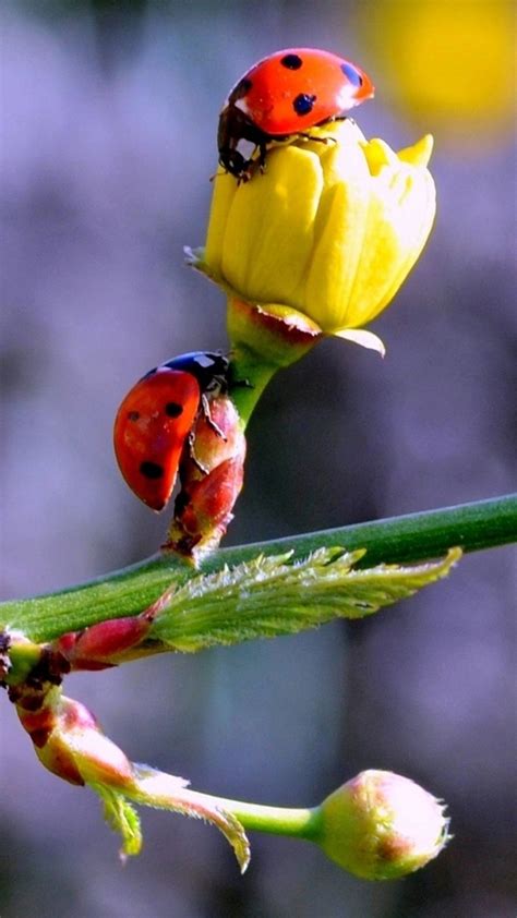 Downloadladybugsbudsbranchspring1008771080x1920 Bokeh