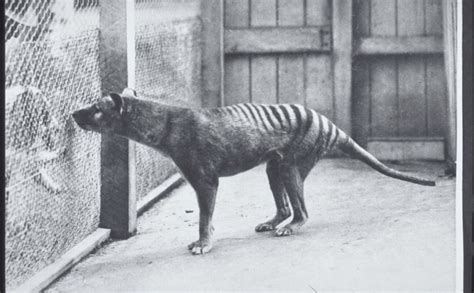 Officially 'extinct' Tasmanian tiger reportedly spotted in Australia - National | Globalnews.ca