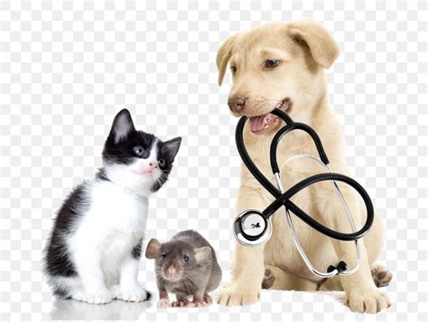 Veterinarian Veterinary Medicine Pet Clinique Vxe9txe9rinaire Png