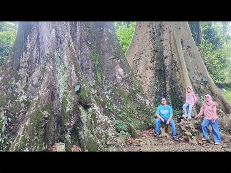 Mitos Pohon Jodoh Di Kebun Raya Bogor Youtube