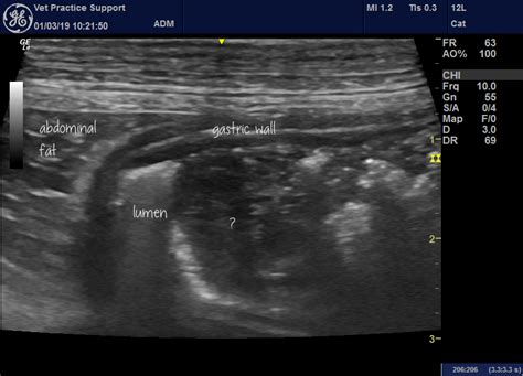 Idiopathic Gastric Ulceration In Dogs And In Labradors In Particular