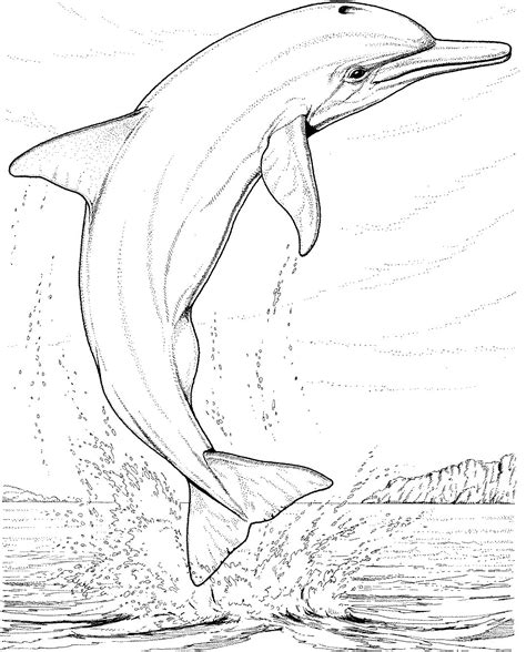 Dolphin For Coloring Coloring Pages