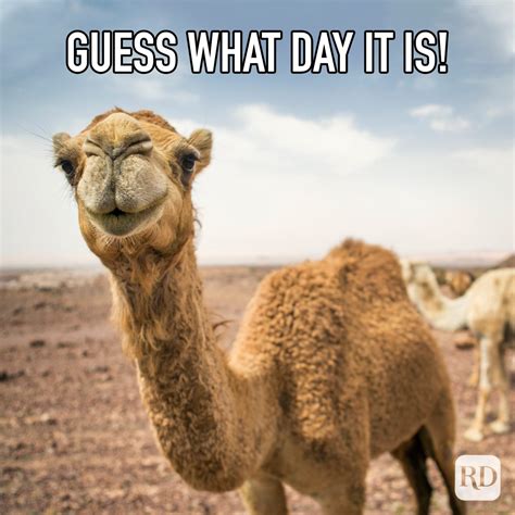 25 Hump Day Memes That Make Wednesdays Bearable Readers Digest