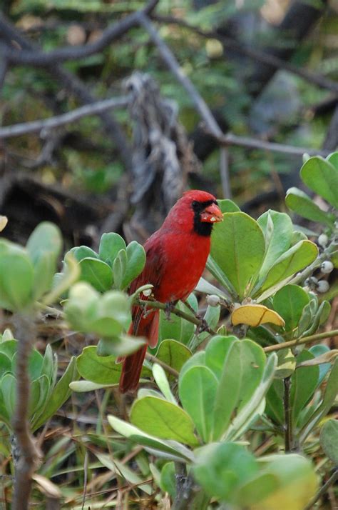 Northern Cardinal Eating Seeds In Maui Hawaii The Norther Flickr