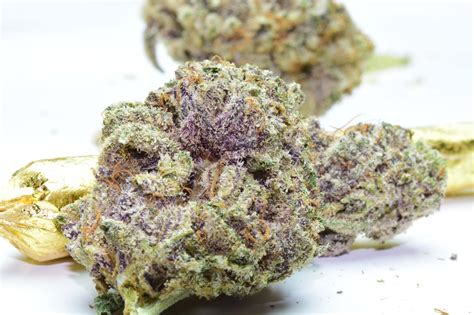 Everything You Need To Know About The Purple Kush Cannabis Strain Las