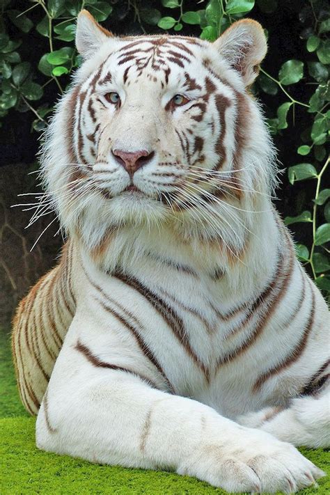 Cute White Tiger 10 Pics With Other Cute Animals Tiger Pictures