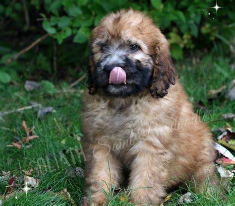 On their website, you can find information about upcoming litters and all about their adoption process. Goliath-Saint Berdoodle-puppies-for-sale
