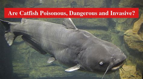 Are Catfish Poisonous Dangerous And Invasive Answered Hookedoncatfish