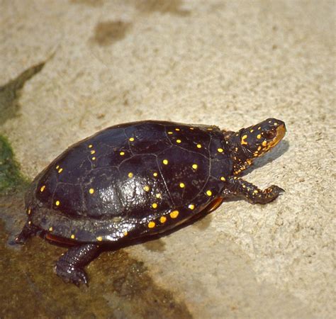 Meet the Spotted Turtle - Meigs Point Nature Center