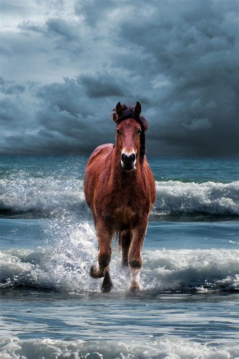 Aesthetic Horse Wallpapers 4k Hd Aesthetic Horse Backgrounds On