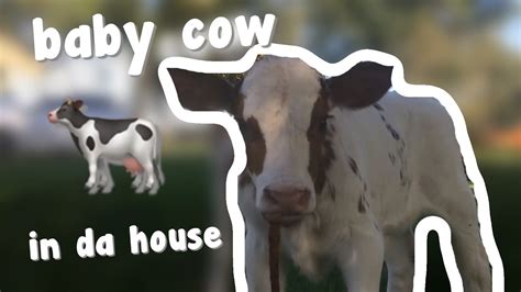 The farm animals and babies are: Baby Cow - YouTube