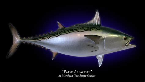 False Albacore Bonita Mounts Fish Mounts By Northeast Taxidermy