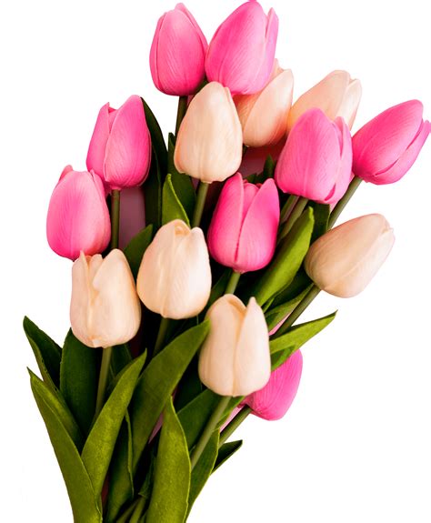 Tulip Flowers Tulip Bunch Png Tulip Png Download Free Pngfreepic