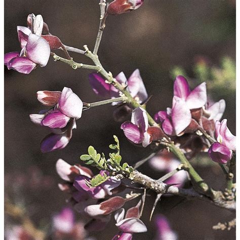 285 Gallon Purple Desert Ironwood Flowering Tree In Pot With Soil