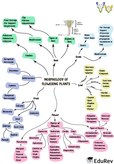 Mind Map Morphology Of Flowering Plants Notes Study Subject Wise