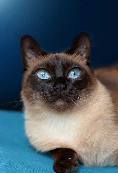 Most of the siamese cats have similar blackface and brilliant blue. Siamese Cat Price: How Much Do Siamese Cats Cost?