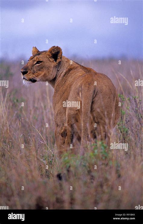 Lioness Panthera Leo At Nairobi National Park Kenya Stock Photo Alamy