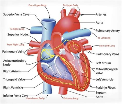 Human Heart Location Diagram Robhosking Diagram Riset