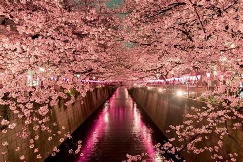 Cherry Blossoms At Night Tokyo Japan Cherry Blossom Japan Japan