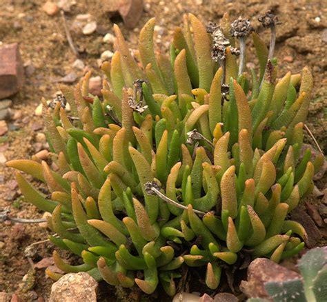 It grows in veld grassland habits of south africa, lesotho, swaziland, zimbabwe, botswana, and namibia. Aizoaceae
